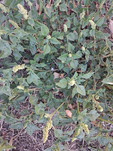 Prostrate Amaranth