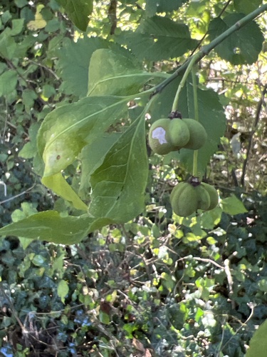 Spindle