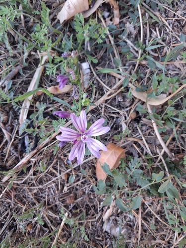 Common Mallow