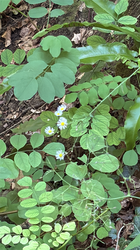 annual fleabane
