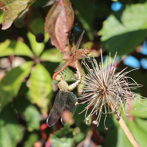 Southern Darter