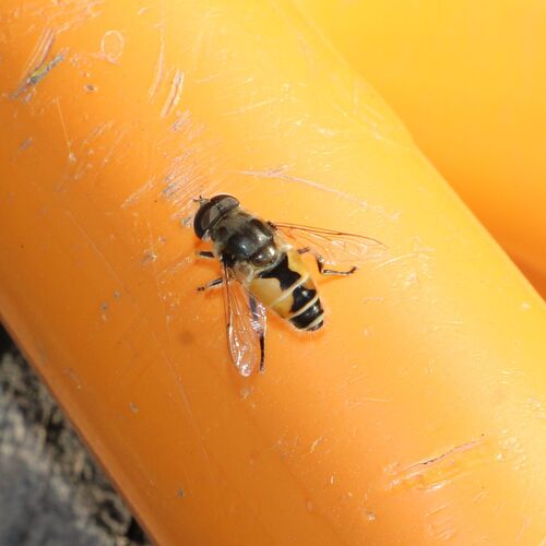 Eurasian Drone Fly