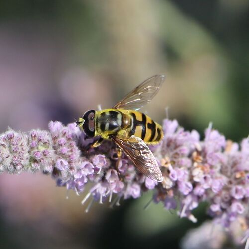 Yellow-haired Sun Fly