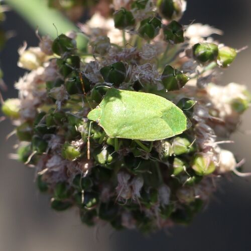 Southern Green Stink Bug