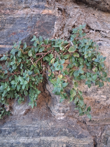 pellitory-of-the-wall