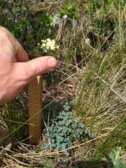 Thalictrum petaloideum