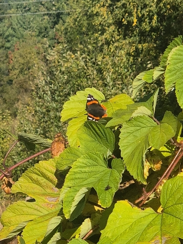 Red Admiral