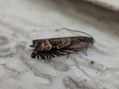 Grapholita eclipsana