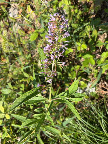 Butterfly bush