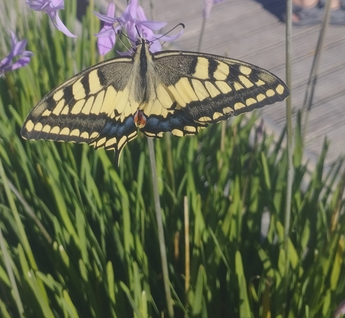 Old World Swallowtail