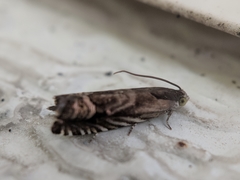 Grapholita eclipsana