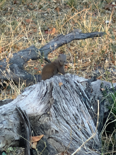 Common Dwarf Mongoose