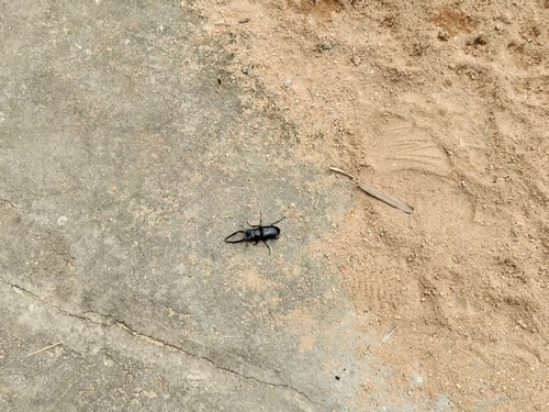 Prosopocoilus confucius