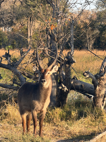 Waterbuck