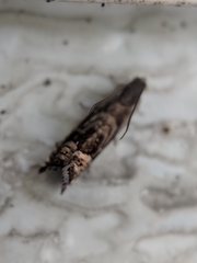 Grapholita eclipsana