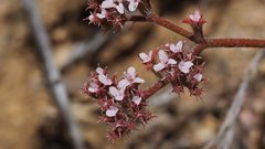 Chorizanthe leptotheca