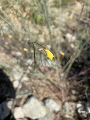 Eulobus