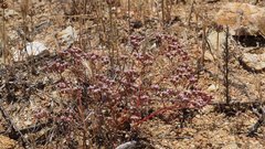 Chorizanthe leptotheca