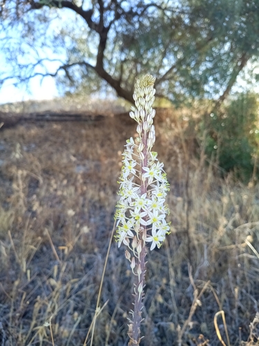 sea squill