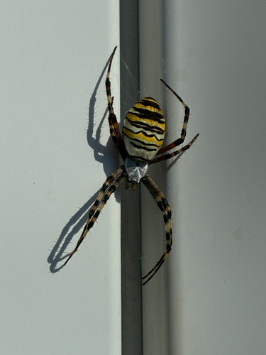Wasp Spider