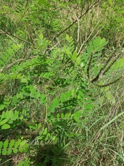 Amorpha fruticosa