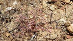 Chorizanthe leptotheca