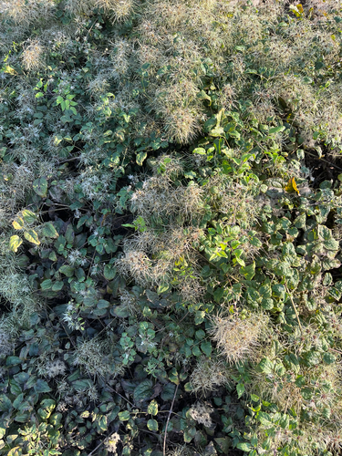 Old man's beard