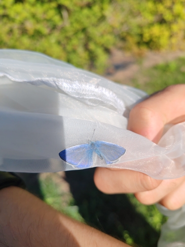 Common Blue