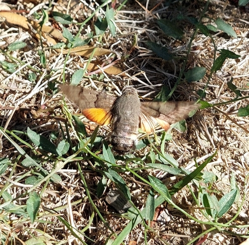 Eurasian Hummingbird Hawkmoth