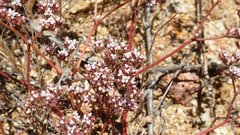 Chorizanthe leptotheca