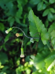 粉黃纓絨花