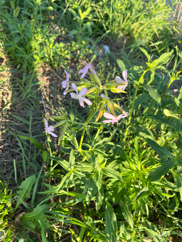 common soapwort