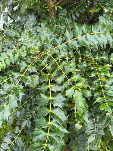 Mahonia napaulensis observed 2026-09-13