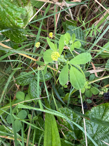 Black Medick