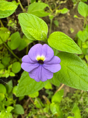 Browallia americana