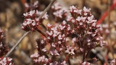 Chorizanthe leptotheca