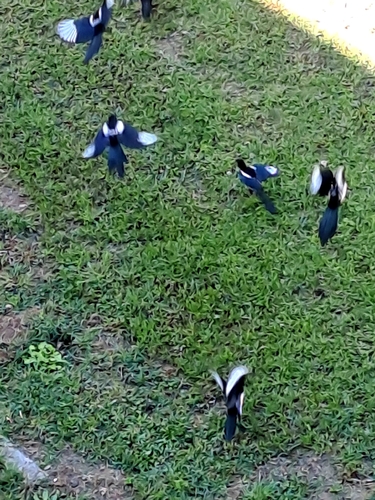Oriental Magpie