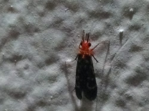 Chimarra braconoides