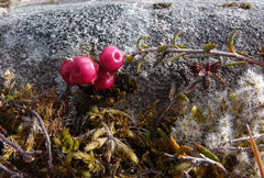 Gaultheria macrostigma