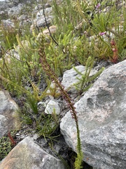 Microdon dubius, photograph (c) michaelheuermann, some rights reserved (CC BY)