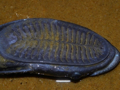 Remora remora