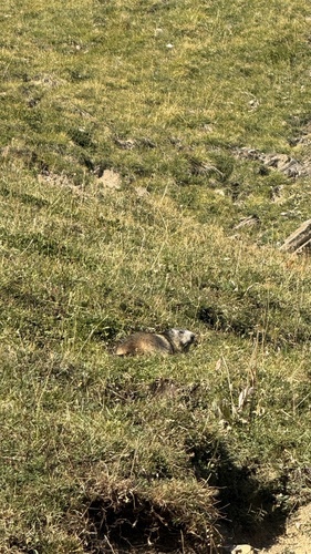 Alpine Marmot