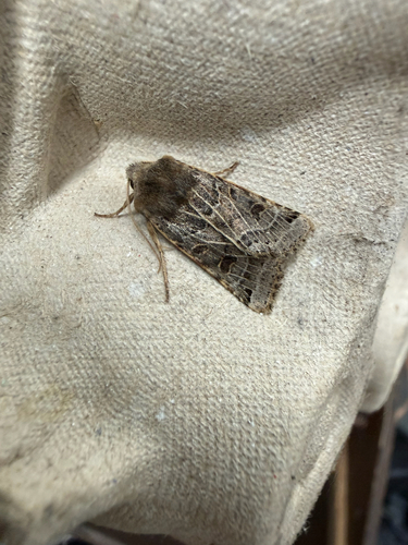 Lunar Underwing