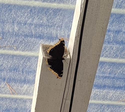 Mourning Cloak