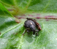 Rhinoncus leucostigma
