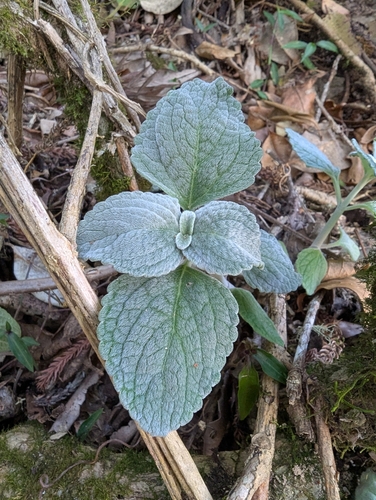 Coleus argentatus, 2026-09-13