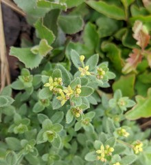 Galium californicum californicum