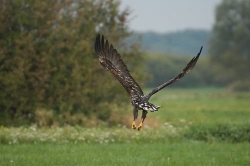 White-tailed Eagle