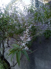 Aloysia citrodora