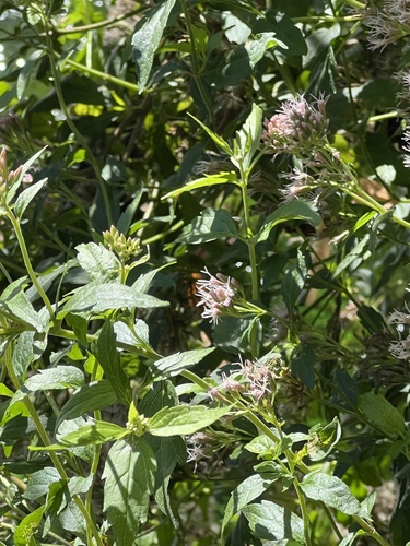 hemp agrimony